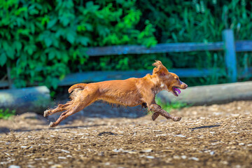 2025-06-15 SMALL BROWN DOG WITH A SHORT TAIL RUNNING ACROSS THE FRAME WITH MOUTH OPEN TOUNGE FLYING AND ALL FOUR FEET OFF THE GROUND AT THE OFF LEASH DOG AREA AT MARYMOOR PARK IN REDMOND WASHINGTON