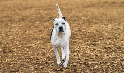 2025-03-09 A FRONTAL SHOT OF A WHITE AND BLACK BULLY BREED DOG WALKING TOWARD THE CAMERA WITH BRIGHT EYES AND FOOT OFF THE GROUND WITH A NICE BACKGROUND AT THE OFF LEASH DOG AREA AT MARYMOOR PARK 