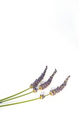 Three Lavender Stems in a Row on White. High quality photo. Minimalist composition with three dried lavender stems laid out in a row on a clean white background. Ideal for wellness, design, or