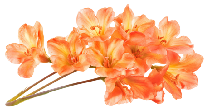 Orange Clivia miniata flowers bouquet