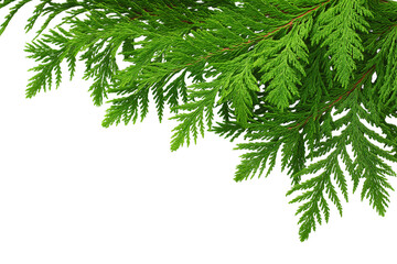 Obraz premium Green cedar branches isolated on white background