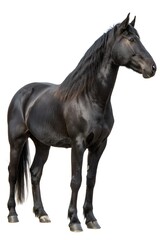 Fototapeta premium black horse isolated on white