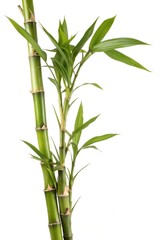 bamboo isolated on white