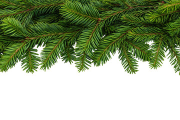 Fresh evergreen branches of fir isolated on white background