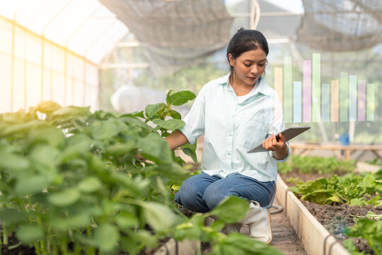 Young Asian woman farmer inspecting plant with digital tablet and showing chart in hydroponic vegetable greenhouse farm. Small Business, Business Owner, Agriculture technology