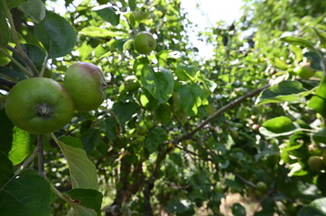 Young Green Apples on Tree Branch in Sunny Orchard – Fresh Fruit Close-Up