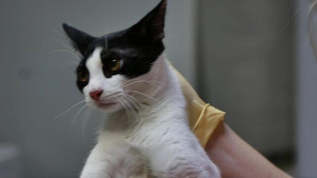 Black and White Cat Nervous at Veterinary Checkup