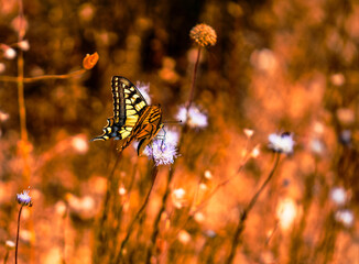 Swallowtail butterfly feeding on purple flower in warm meadow