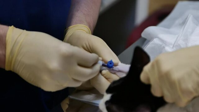 Black and White Cat Under Anesthesia Receiving IV Drip