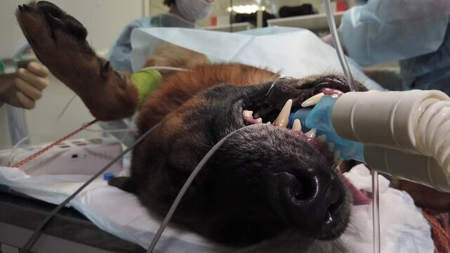 German Shepherd Under Anesthesia During Veterinary Surgery
