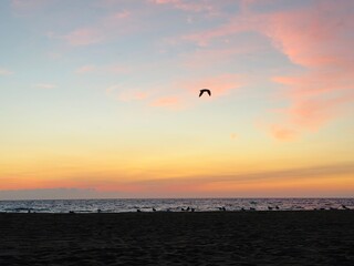 Seagull in flight beneath glowing pink clouds at beach sunset