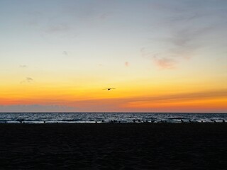 Seagull soaring over ocean waves during vivid orange sunset at the beach