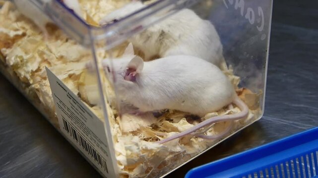 White Mice on Metal Table at Vet Clinic