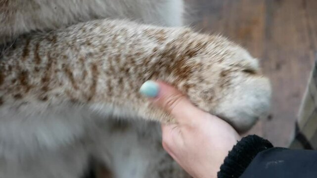 Woman Gently Squeezes Big Paw of Tame Lynx