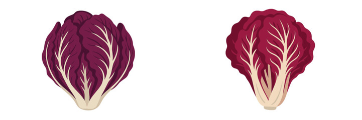 Radicchio heads displayed side by side illustrating their vibrant colors and structural details in a minimalistic style