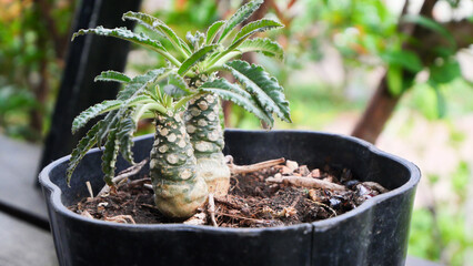 Dorstenia foetida - Coconut Cactus