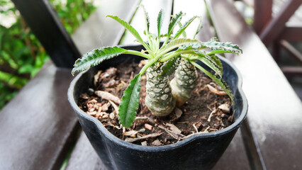 Dorstenia foetida - Coconut Cactus