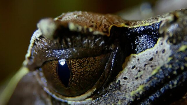 Extreme Close-Up of Malayan Horned Frogs Eye on Black