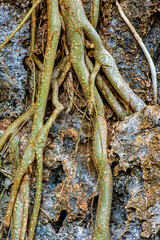 Tree roots clinging to rocks in a rock formation deep in the rainforest in Minas Gerais, Brazil