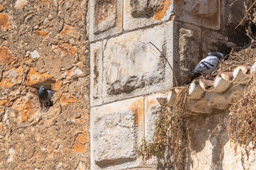 Pigeons nesting in crevices of weathered stone wall and roof