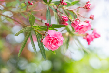 Pink oleander flower blooming in soft sunlight