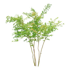 イロハモミジ　10月撮影