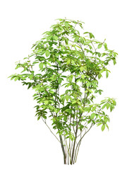 クロモジ　4月撮影