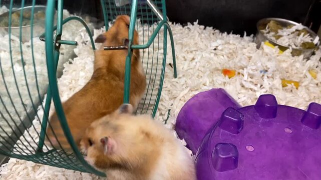 Two hamsters running in wheel at same time
