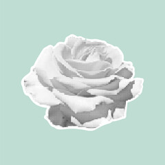 Stylized halftone rose in black and white on pastel background. Vintage retro design. Trendy vector illustration.