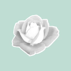 Stylized halftone rose in black and white on pastel background. Vintage retro design. Trendy vector illustration.