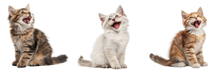 Set For Three kittens sitting with mouths open isolated on transparent background