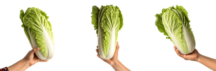Set For Hands holding napa cabbage isolated on transparent background