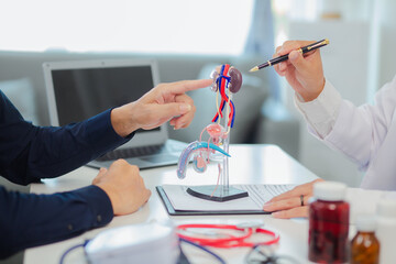 Female doctor gives advice and explanation to testicular cancer patient and in examination room using male genital anatomy model and blood pressure measurement. Healthcare and medical concept.