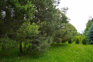 Plant nursery with various trees and shrubs in neat rows. Lush greenery, natural setting. Perfect for themes of gardening, landscaping, and eco-friendly agriculture