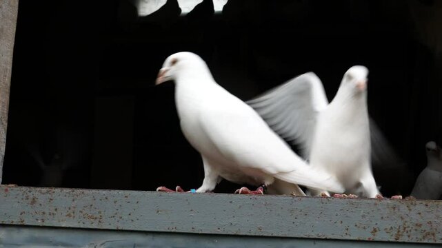 White Racing Pigeons Fly and Feed from Hand