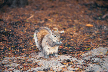 fluffy brown squirrel in park on leafy background
