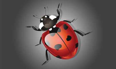 Ladybug cartoon insect vector cute character isolated on white background. Vector illustration