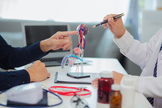 Female doctor gives advice and explanation to testicular cancer patient and in examination room using male genital anatomy model and blood pressure measurement. Healthcare and medical concept.