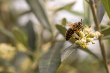 Biene am bestäuben der Blüten