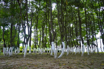 Plant nursery with various trees and shrubs in neat rows. Lush greenery, natural setting. Perfect...