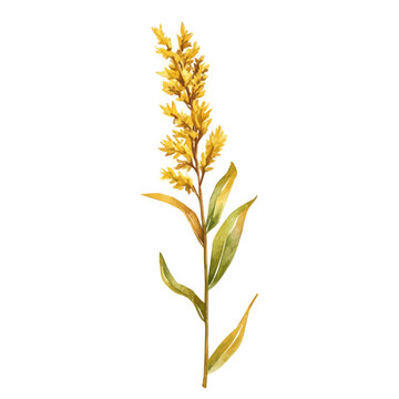 A Goldenrod Stem, watercolor drawing vector, isolated on a white background.