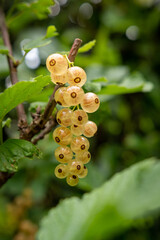 Helle Johannisbeeren am Strauch