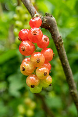 Rote und weisse Johannisbeeren am Strauch