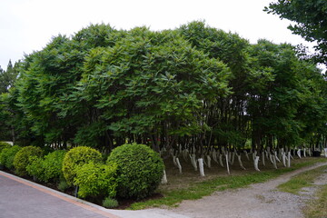 Plant nursery with various trees and shrubs in neat rows. Lush greenery, natural setting. Perfect for themes of gardening, landscaping, and eco-friendly agriculture