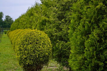 Plant nursery with various trees and shrubs in neat rows. Lush greenery, natural setting. Perfect for themes of gardening, landscaping, and eco-friendly agriculture