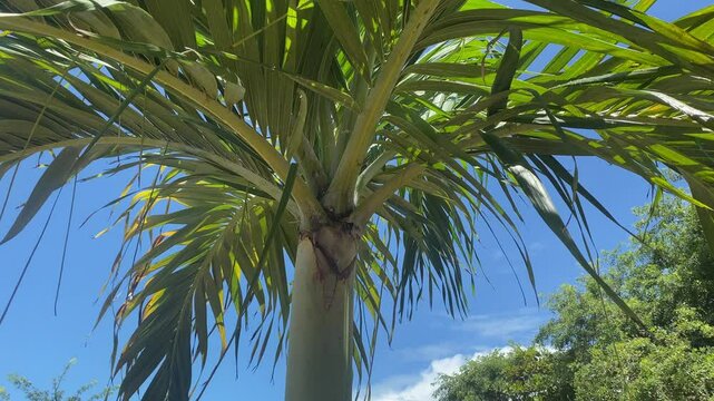 Red Palm Fruits in Mexico with Urban City Background