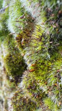 Macro Shot of Moss Growing on Urban Concrete Surface