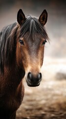 Obraz premium Horse with a calm expression standing in a serene environment during the early morning light