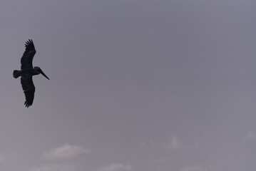 bird in flight