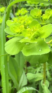 Fresh Green Grass with Dew Drops After Rain